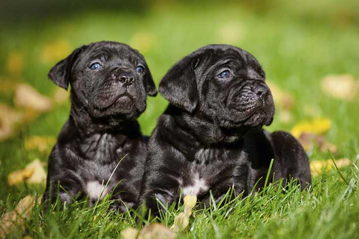 Cane Corso Pups